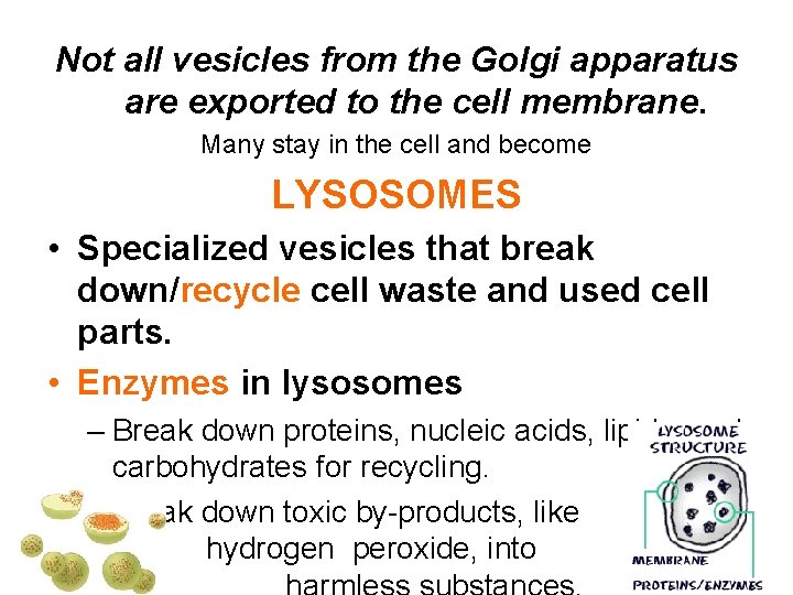 Not all vesicles from the Golgi apparatus are exported to the cell membrane. Many Not all vesicles from the Golgi apparatus are exported to the cell membrane. Many