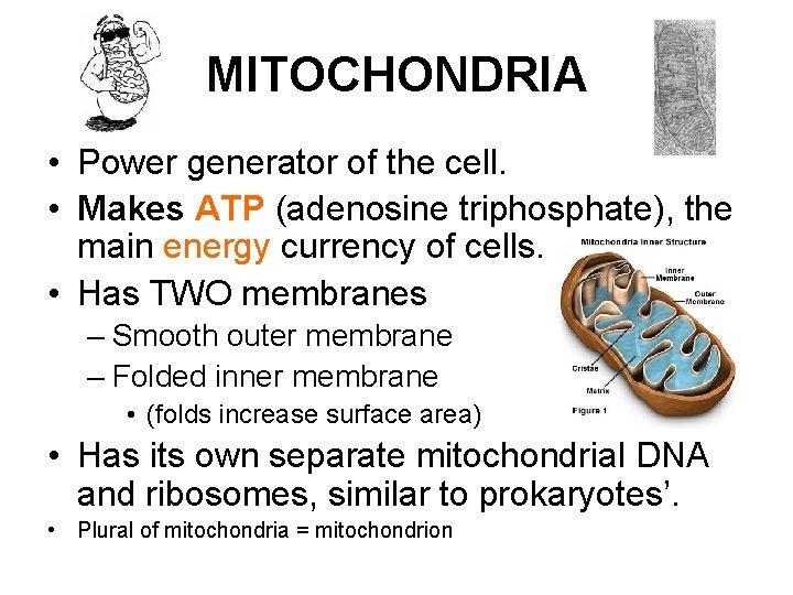 MITOCHONDRIA • Power generator of the cell. • Makes ATP (adenosine triphosphate), the main MITOCHONDRIA • Power generator of the cell. • Makes ATP (adenosine triphosphate), the main