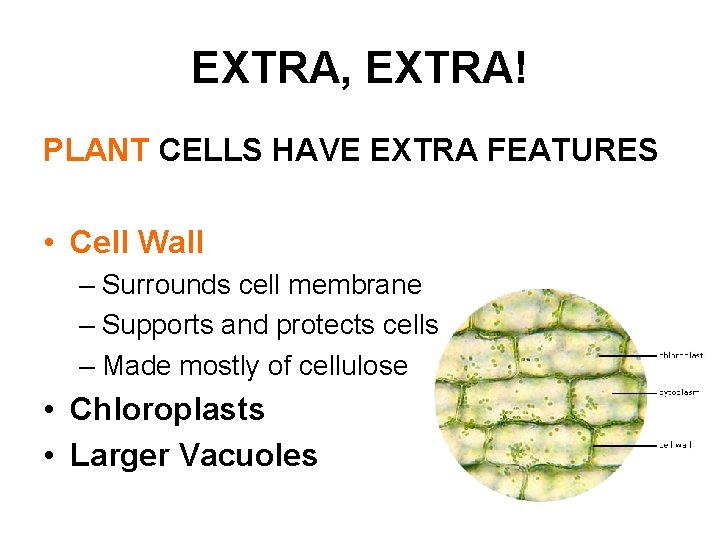 EXTRA, EXTRA! PLANT CELLS HAVE EXTRA FEATURES • Cell Wall – Surrounds cell membrane EXTRA, EXTRA! PLANT CELLS HAVE EXTRA FEATURES • Cell Wall – Surrounds cell membrane
