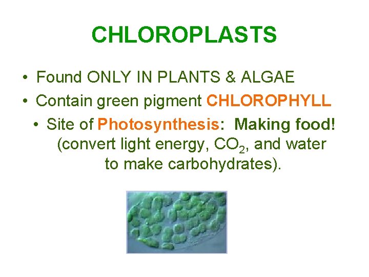 CHLOROPLASTS • Found ONLY IN PLANTS & ALGAE • Contain green pigment CHLOROPHYLL • CHLOROPLASTS • Found ONLY IN PLANTS & ALGAE • Contain green pigment CHLOROPHYLL •