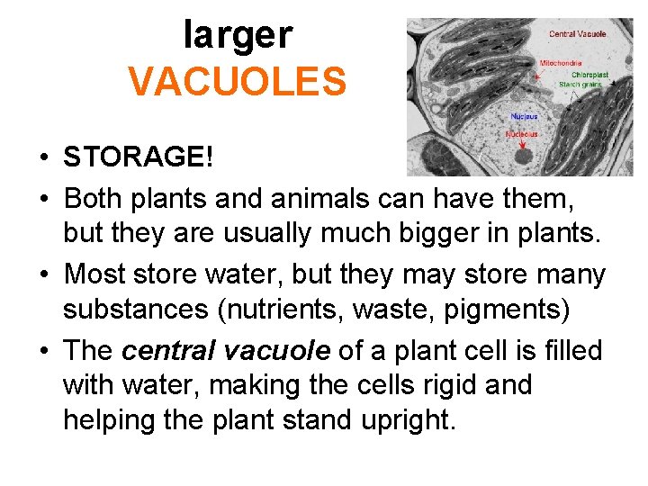 larger VACUOLES • STORAGE! • Both plants and animals can have them, but they larger VACUOLES • STORAGE! • Both plants and animals can have them, but they