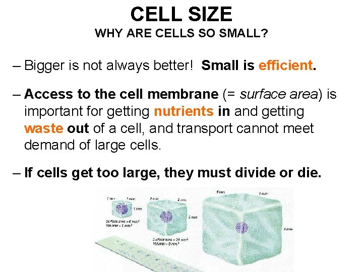 CELL SIZE WHY ARE CELLS SO SMALL? – Bigger is not always better! Small CELL SIZE WHY ARE CELLS SO SMALL? – Bigger is not always better! Small
