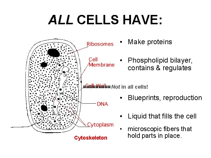 ALL CELLS HAVE: • Make proteins • Phospholipid bilayer, contains & regulates ===== Not ALL CELLS HAVE: • Make proteins • Phospholipid bilayer, contains & regulates ===== Not