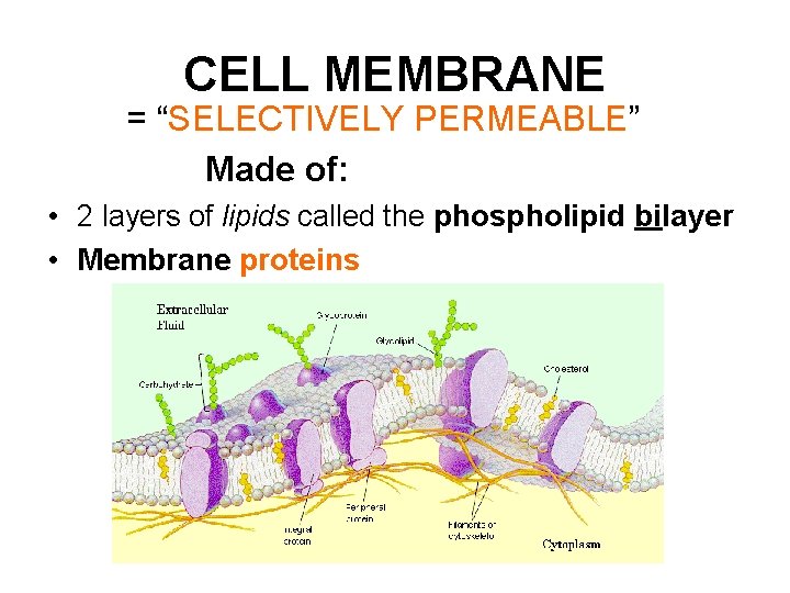 CELL MEMBRANE = “SELECTIVELY PERMEABLE” Made of: • 2 layers of lipids called the CELL MEMBRANE = “SELECTIVELY PERMEABLE” Made of: • 2 layers of lipids called the