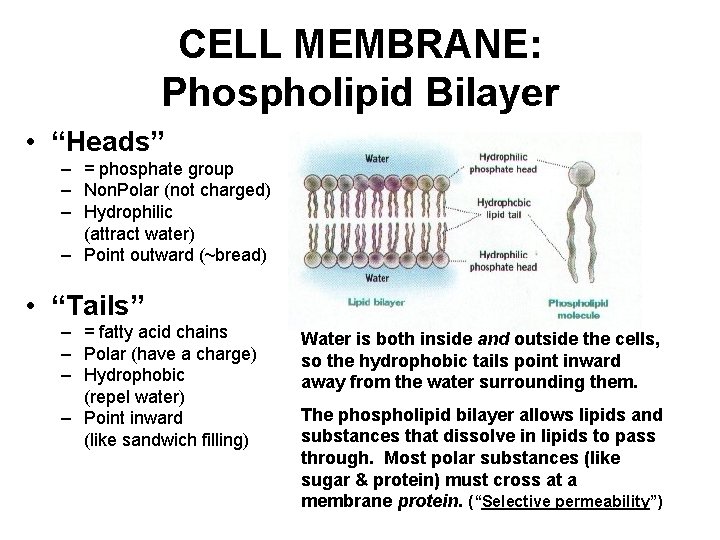 CELL MEMBRANE: Phospholipid Bilayer • “Heads” – = phosphate group – Non. Polar (not CELL MEMBRANE: Phospholipid Bilayer • “Heads” – = phosphate group – Non. Polar (not