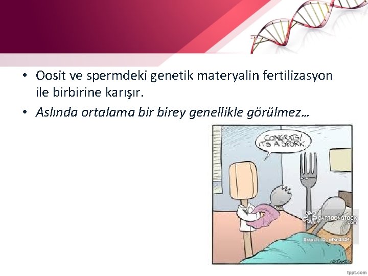  • Oosit ve spermdeki genetik materyalin fertilizasyon ile birbirine karışır. • Aslında ortalama