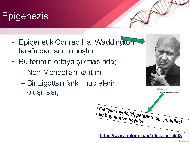 Epigenezis • Epigenetik Conrad Hal Waddington tarafından sunulmuştur. • Bu terimin ortaya çıkmasında; –