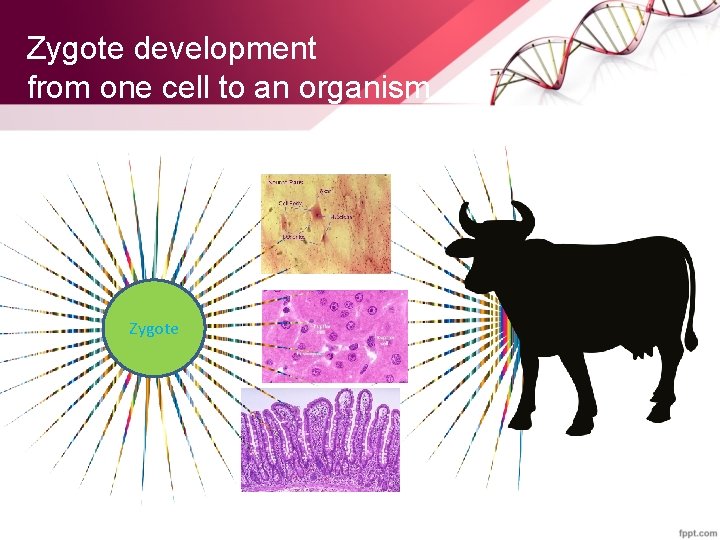 Zygote development from one cell to an organism Zygote 