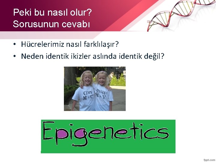 Peki bu nasıl olur? Sorusunun cevabı • Hücrelerimiz nasıl farklılaşır? • Neden identik ikizler