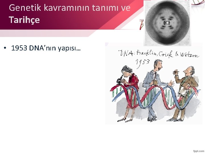 Genetik kavramının tanımı ve Tarihçe • 1953 DNA’nın yapısı… 