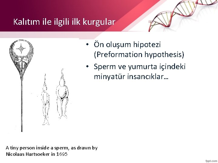 Kalıtım ile ilgili ilk kurgular • Ön oluşum hipotezi (Preformation hypothesis) • Sperm ve