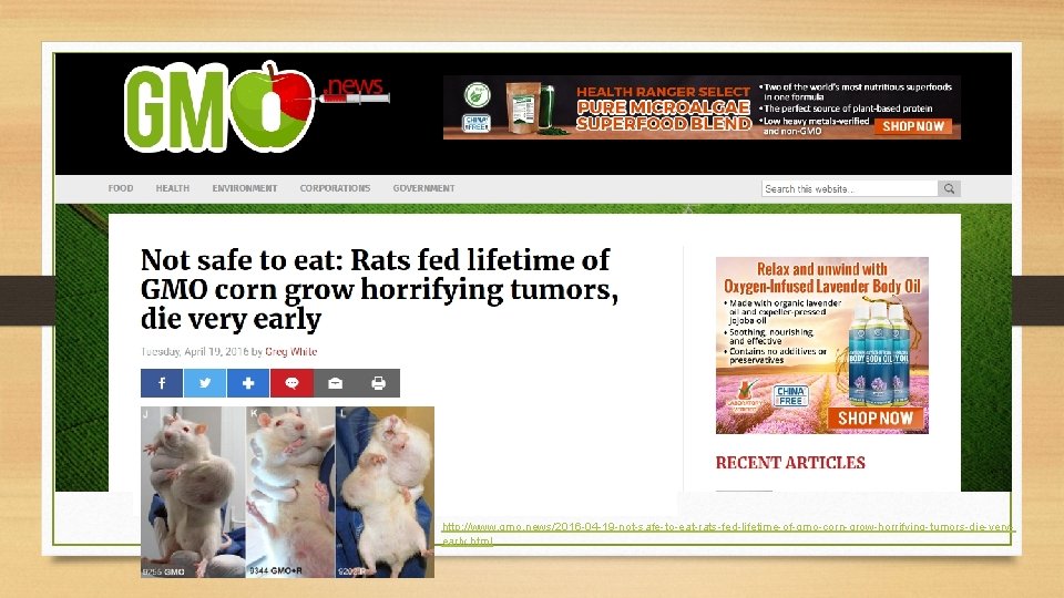 http: //www. gmo. news/2016 -04 -19 -not-safe-to-eat-rats-fed-lifetime-of-gmo-corn-grow-horrifying-tumors-die-veryearly. html 