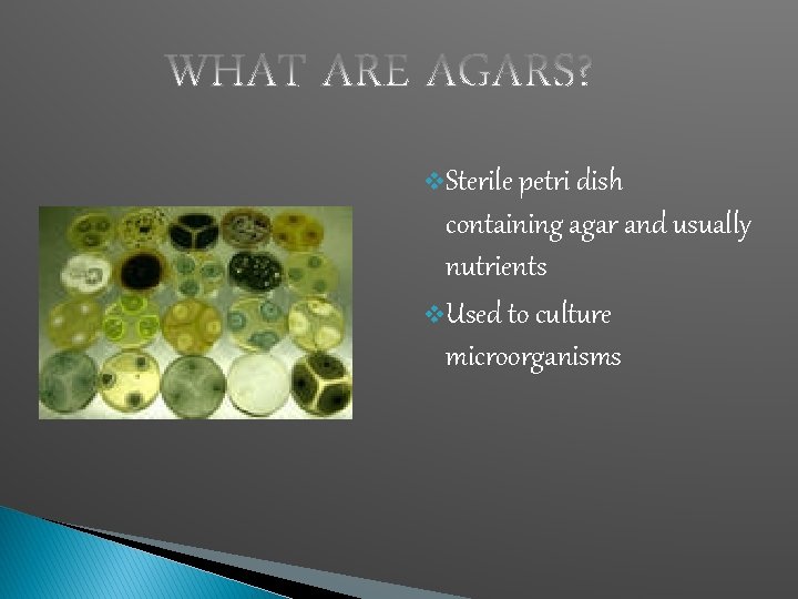 v. Sterile petri dish containing agar and usually nutrients v. Used to culture microorganisms