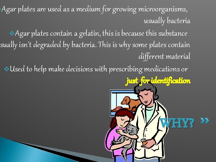 v. Agar plates are used as a medium for growing microorganisms, usually bacteria v. v. Agar plates are used as a medium for growing microorganisms, usually bacteria v.