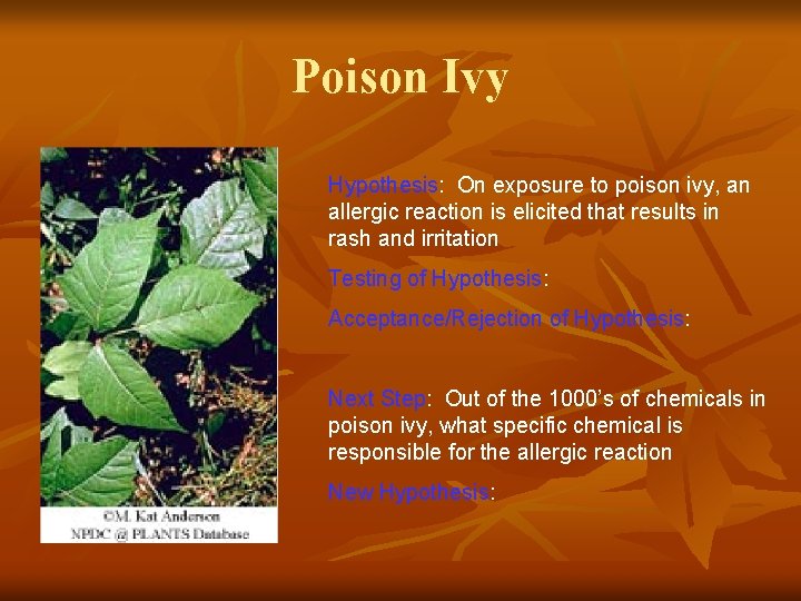 Poison Ivy Hypothesis: On exposure to poison ivy, an allergic reaction is elicited that