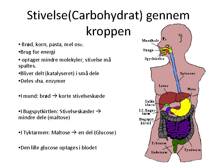 Stivelse(Carbohydrat) gennem kroppen • Brød, korn, pasta, mel osv. • Brug for energi • Stivelse(Carbohydrat) gennem kroppen • Brød, korn, pasta, mel osv. • Brug for energi •