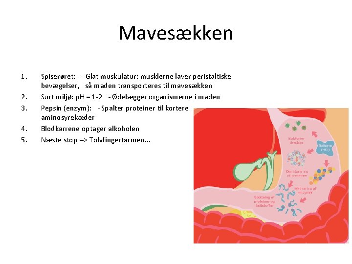 Mavesækken 1. 2. 3. 4. 5. Spiserøret: - Glat muskulatur: musklerne laver peristaltiske bevægelser, Mavesækken 1. 2. 3. 4. 5. Spiserøret: - Glat muskulatur: musklerne laver peristaltiske bevægelser,