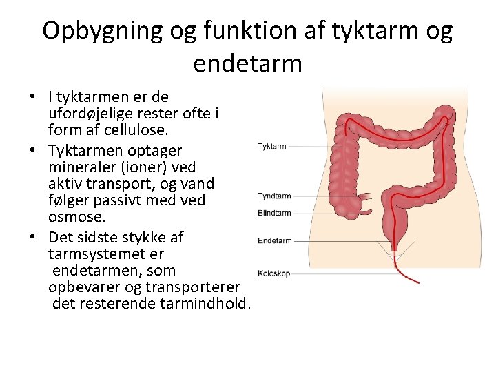 Opbygning og funktion af tyktarm og endetarm • I tyktarmen er de ufordøjelige rester