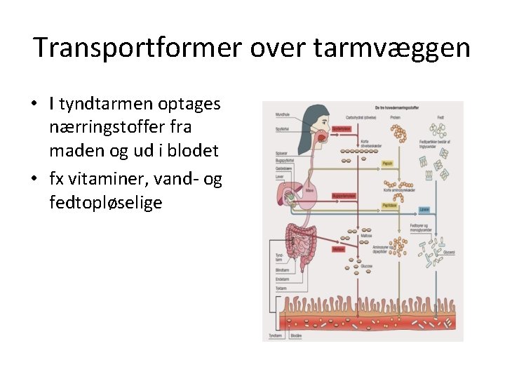 Transportformer over tarmvæggen • I tyndtarmen optages nærringstoffer fra maden og ud i blodet