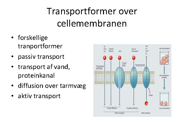 Transportformer over cellemembranen • forskellige tranportformer • passiv transport • transport af vand, proteinkanal