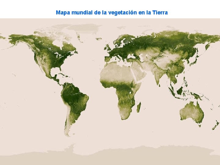 Mapa mundial de la vegetación en la Tierra 