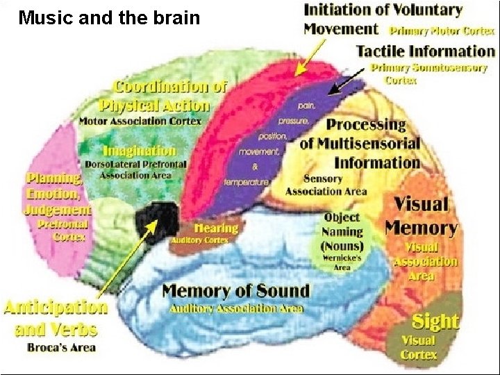 Music and the brain 
