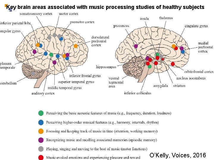 Key brain areas associated with music processing studies of healthy subjects O’Kelly, Voices, 2016
