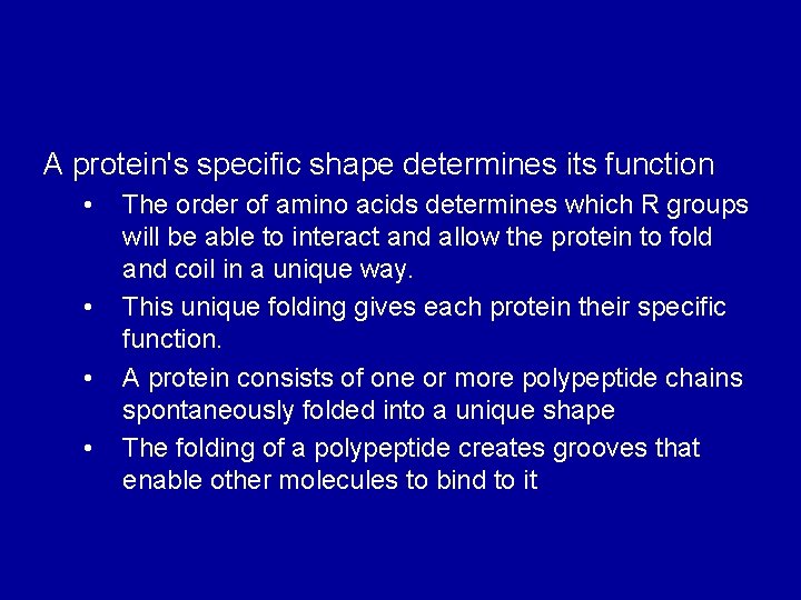 A protein's specific shape determines its function • • The order of amino acids