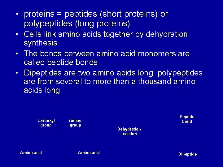  • proteins = peptides (short proteins) or polypeptides (long proteins) • Cells link