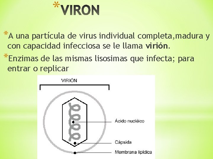 * *A una partícula de virus individual completa, madura y con capacidad infecciosa se