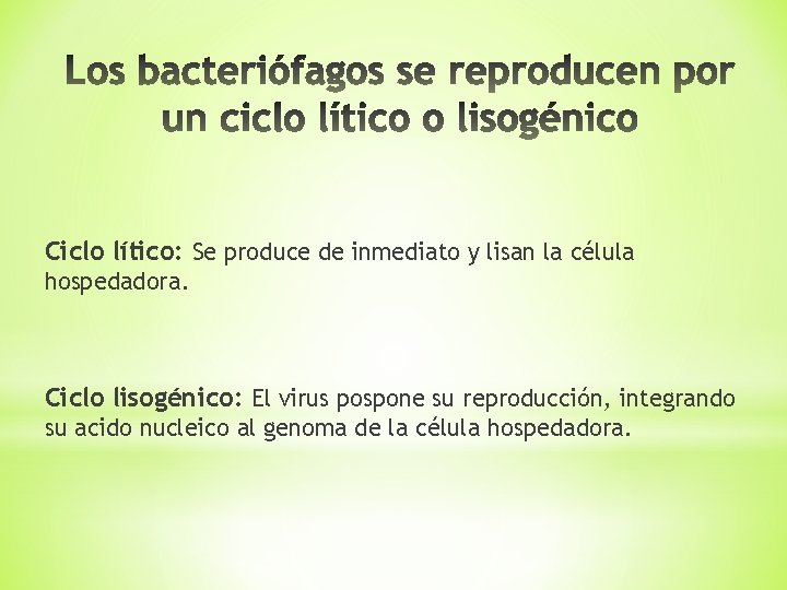 Ciclo lítico: Se produce de inmediato y lisan la célula hospedadora. Ciclo lisogénico: El