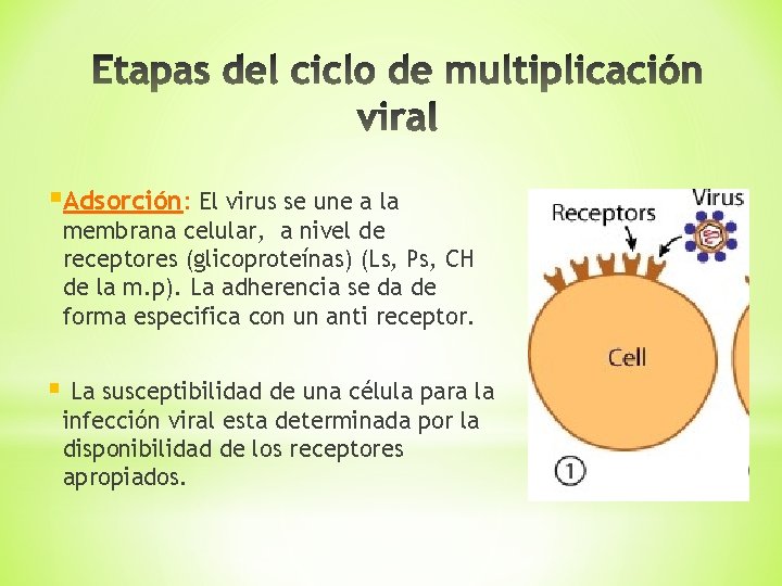 §Adsorción: El virus se une a la membrana celular, a nivel de receptores (glicoproteínas)