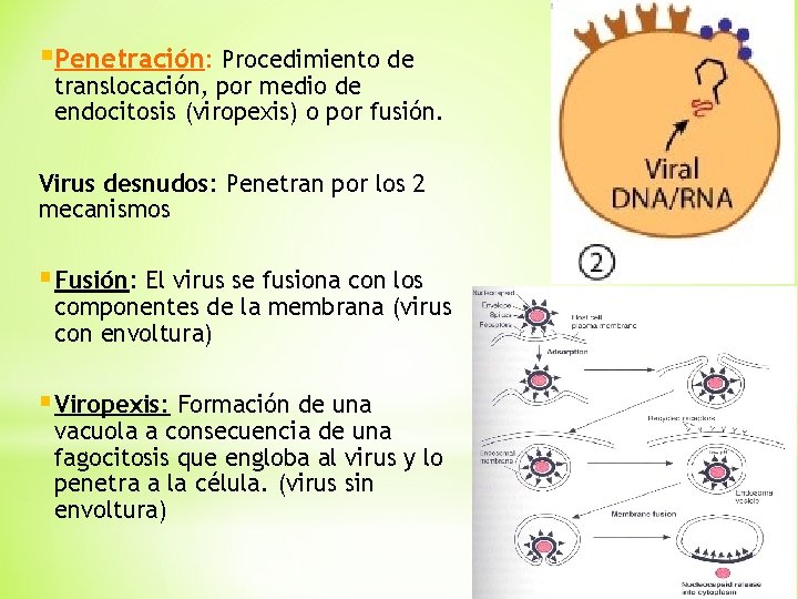 §Penetración: Procedimiento de translocación, por medio de endocitosis (viropexis) o por fusión. Virus desnudos: