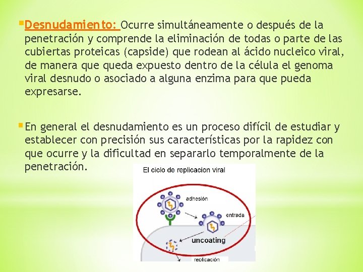 §Desnudamiento: Ocurre simultáneamente o después de la penetración y comprende la eliminación de todas