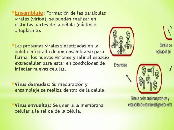 § Ensamblaje: Formación de las partículas virales (virion), se pueden realizar en distintas partes