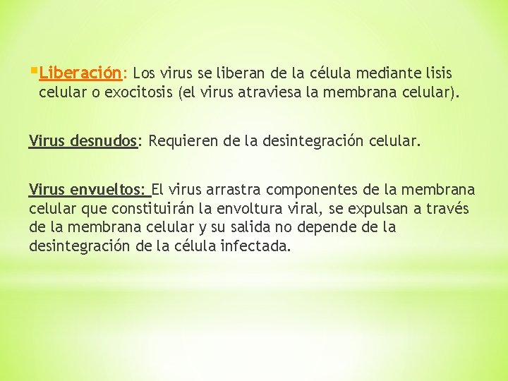 §Liberación: Los virus se liberan de la célula mediante lisis celular o exocitosis (el