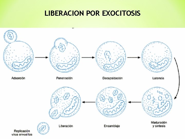 LIBERACION POR EXOCITOSIS 