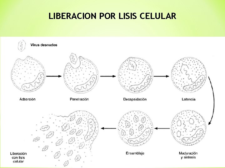 LIBERACION POR LISIS CELULAR 