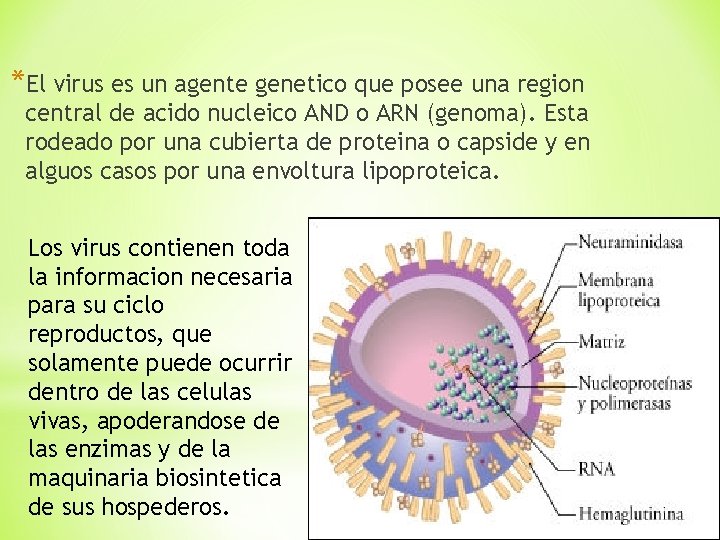 *El virus es un agente genetico que posee una region central de acido nucleico