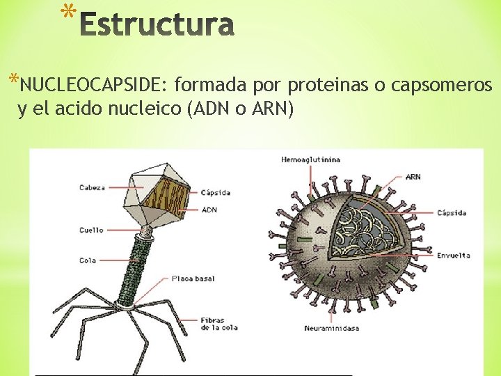 * *NUCLEOCAPSIDE: formada por proteinas o capsomeros y el acido nucleico (ADN o ARN)