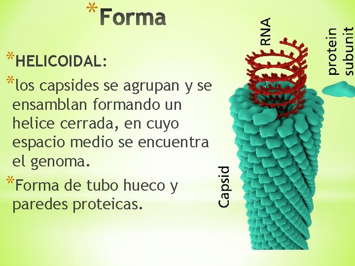 * *HELICOIDAL: *los capsides se agrupan y se ensamblan formando un helice cerrada, en