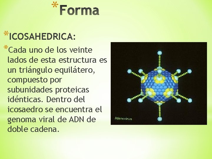 * *ICOSAHEDRICA: *Cada uno de los veinte lados de esta estructura es un triángulo