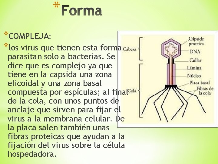 * *COMPLEJA: *los virus que tienen esta forma parasitan solo a bacterias. Se dice