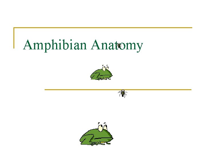 Amphibian Anatomy 