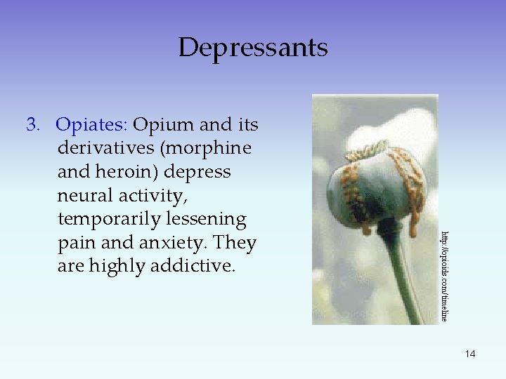 Depressants http: //opioids. com/timeline 3. Opiates: Opium and its derivatives (morphine and heroin) depress