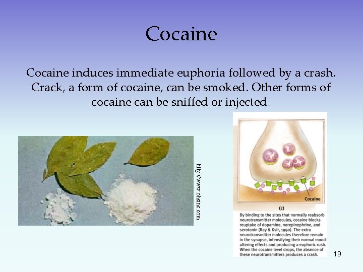 Cocaine induces immediate euphoria followed by a crash. Crack, a form of cocaine, can