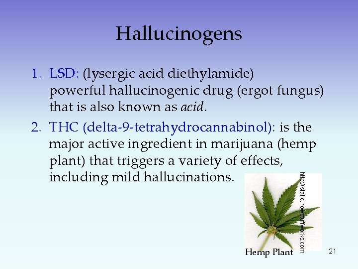 Hallucinogens Hemp Plant http: //static. howstuffworks. com 1. LSD: (lysergic acid diethylamide) powerful hallucinogenic