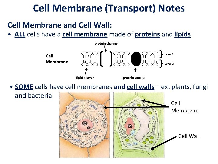 Cell Membrane (Transport) Notes Cell Membrane and Cell Wall: • ALL cells have a