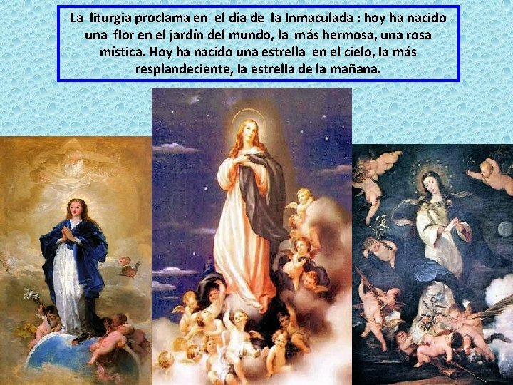 La liturgia proclama en el día de la Inmaculada : hoy ha nacido una