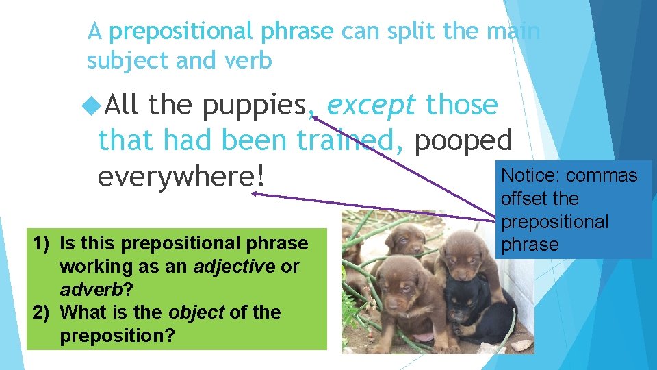 A prepositional phrase can split the main subject and verb All the puppies, except